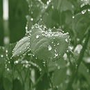 Jacquard SolarFast Dye Green 4oz - Nevada Fine Arts