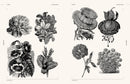 Flowers and Plants, an Image Archive for Artists & Designers