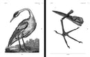 Birds Reference Book, an Image Archive for Artists