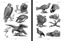 Birds Reference Book, an Image Archive for Artists