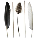 Pointed Quills (pack of 5)