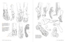 Morpho: Anthology of Artistic Anatomy