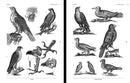 Birds Reference Book, an Image Archive for Artists