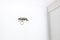 Eye Glass Magnetic Blouse attachment