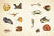 Cabinet of Curiosities by Smithsonian Institution