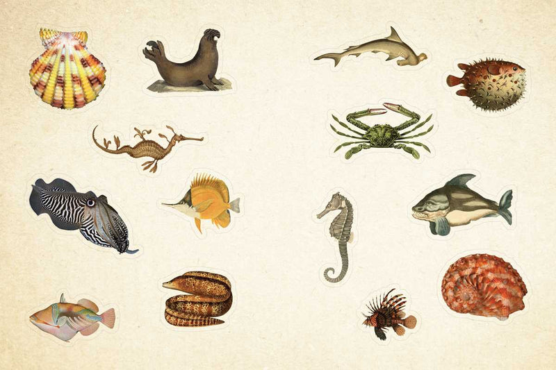 Cabinet of Curiosities by Smithsonian Institution