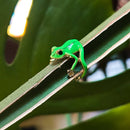 Frog Plant Rings