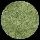 GPC- Unryu Forest Green