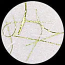 Unryu-White with Gold Thread