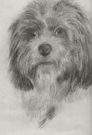 05.17.2025 Sketching Animal Portrait for Beginners