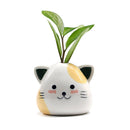 3.5"H Mini Ceramic Vase Onigiri Cat (6/60)