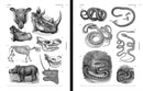 Animal Reference Book, an Image Archive for Artists