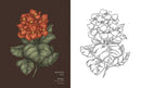Floriography Coloring Book by Jessica Roux