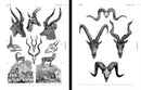 Animal Reference Book, an Image Archive for Artists