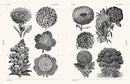 Flowers and Plants, an Image Archive for Artists & Designers