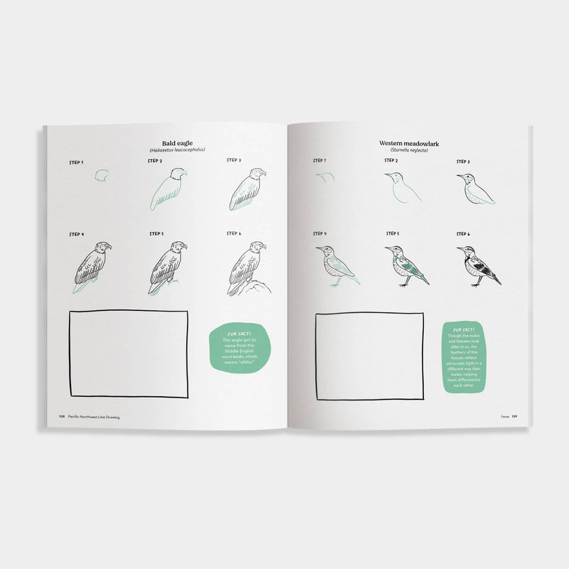 Pacific Northwest Line Drawing: How to Draw Trees and more!