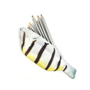 Wrapables Novelty Fish Style Pencil Case: White