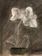 05.31.2025 Sketching with Charcoal