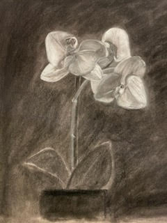 05.24.2025 Sketching with Charcoal