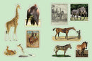 Cabinet of Curiosities by Smithsonian Institution
