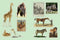 Cabinet of Curiosities by Smithsonian Institution