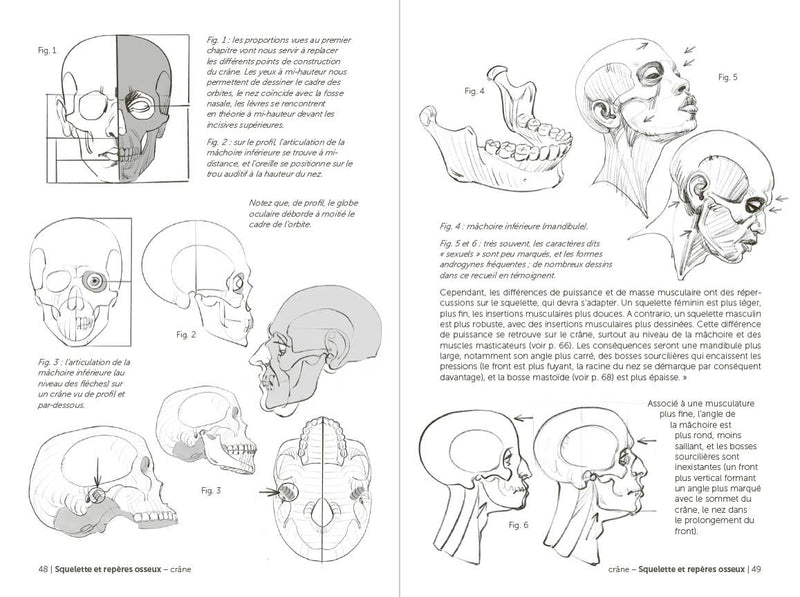 Morpho: Face, Head, And Neck: Print