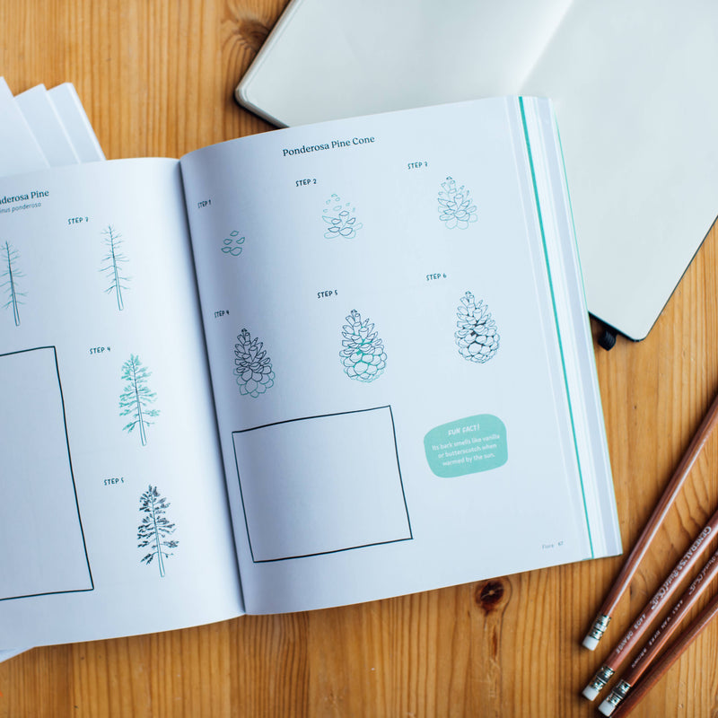 Pacific Northwest Line Drawing: How to Draw Trees and more!