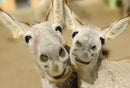 Pictura USA Cute Donkey Couple Funny Anniversary Card front