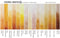 Daniel Smith Extra Fine Watercolors yellows side by side color swatch